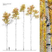 Aspen tree 05