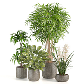 treez plants set 31