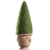 Thuja in a classic French pot Decorative Vase Anduze Planter.Front Entrance Doors Tree Patio Porch Balcony Spruce Pine
