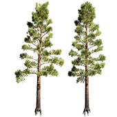 Pinus 7