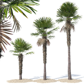 Trachycarpus fortunei palm tree