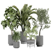 indoor Plant 435