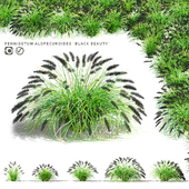 Pennisetum foxtail ornamental grasses | Pennisetum alopecuroides Black Beauty