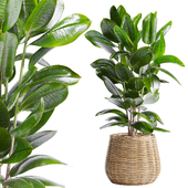 Indoor Plant Ficus Elastica