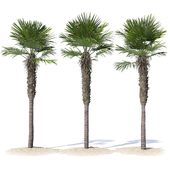 Trachycarpus fortunei palm tree 02