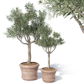 Olive tree in pot