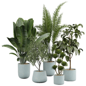 indoor Plant 437