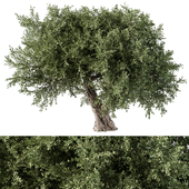 Olive Tree No.54