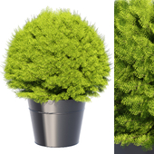 Thuja (Cypress) in pot 4