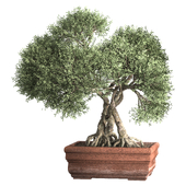 Indoor Plant Set 46 Bonsai