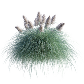 Cortaderia cello (Pampas grass) V1 Vray (4 meters) August