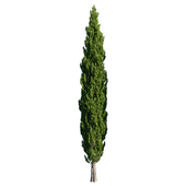 Cypress V1 (15 metres) August