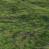 Газонная трава мятлик, сухость 25%