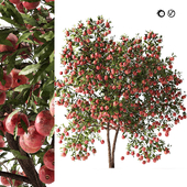 Pomegranate fruit Trees 3d model