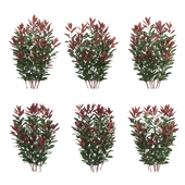 Photinia - hedge (April)
