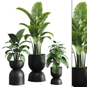 indoor plants-021