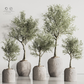 Olive Tree In Antique Pottery And Indoor Plant Set 124