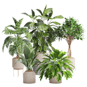 Indoor Plant Set 02