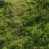 Луговые травы: люцерна и мятлик (июль)