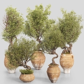 Olive Tree Set -26
