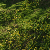 Луговые травы: бородавник крупноцветковый и мятлик (июль)
