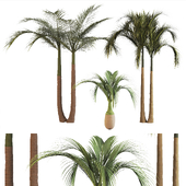 3 Type Palm Tree-Tree set01