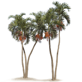 Adonidia Merrillii palm tree