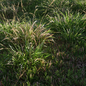 Grass: Poa compressa