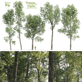 Тополь дельтовидный / Poplar / Populus deltoides #9