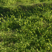 Луговые травы: Лисохвост (Alopecurus)
