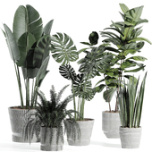 indoor plant set by cement pot 001