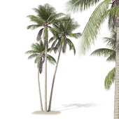 Cocos nucifera palm tree 02