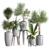 Indoor Plant Set 50
