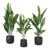 Indoor Plants Set05-Aspidistra