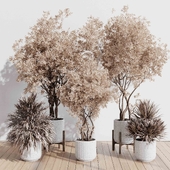 Indoor plant set 423 tree autumn with dried plant in concrete vase