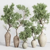 Olive tree in an old earthenware vase indoor collection 441