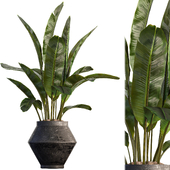 Indoor Plant Set 53