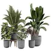 indoor Plant 449