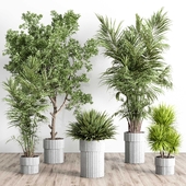 indoor plant set 442 plant tree palm grass bush concrete dirt vase