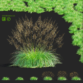 Sporobol ornamental grass | Sporobolus