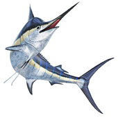 Marlin fish