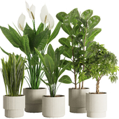 Indoor Plant Set47