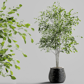 Branches in vases 27