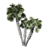 Sabal Palmetto Palm Trees