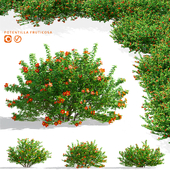 Red shrubby cinquefoil | Potentilla fruticosa
