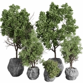 Tree and shrubs in dirty stone pots - Indoor plant set 428 corona