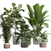 Collection indoor plant 429 plant bush ravenala palm wooden dirt vase