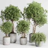 Collection indoor outdoor plant 430 plant tree vase dirty concrete
