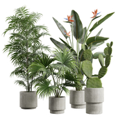 Indoor Plants Pack 59