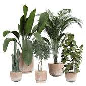 indoor Plant 458